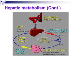 Hepatic metabolism (Cont.)
 