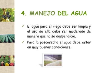 4. MANEJO DEL AGUA

 El agua para el riego debe ser limpia y
  el uso de ella debe ser moderado de
  manera que no se desperdicie.
 Para la poscosecha el agua debe estar
  en muy buenas condiciones.
 