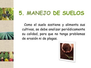 5. MANEJO DE SUELOS

 Como el suelo sostiene y alimenta sus
cultivos, se debe analizar periódicamente
su calidad, para que no tenga problemas
de erosión ni de plagas.
 