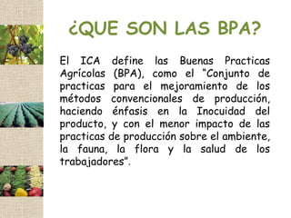 ¿QUE SON LAS BPA?
El ICA define las Buenas Practicas
Agrícolas (BPA), como el “Conjunto de
practicas para el mejoramiento de los
métodos convencionales de producción,
haciendo énfasis en la Inocuidad del
producto, y con el menor impacto de las
practicas de producción sobre el ambiente,
la fauna, la flora y la salud de los
trabajadores”.
 