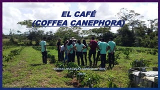 EL CAFÉ
(COFFEA CANEPHORA)
BUENAS PRÁCTICAS AGRÍCOLAS (BPA)
• SMAE
 