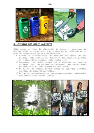 -11-
H.-CUIDADO DEL MEDIO AMBIENTE
Cada productor tiene la obligación de mejorar y conservar la
biodiversidad en su entorno y esto debe estar reflejado en un
plan de conservación de la vida silvestre.
 Elevar la biodiversidad de enemigos biológicos de las
plagas, instalando en los bordes de las parcelas, plantas
de : girasol, margaritas, maíz chala, etc.
 Conservar los nichos ecológicos y prohibir la caza de
animales como: las gallaretas, lechuzas, cernícalos, aves,
palomas, etc. el cual abundan en cada valle.
 No talar los árboles porque sirven de albergue a muchas
especies de animales silvestres.
 Evitar la contaminación de las aguas, acequias, riachuelos
con basura y sustancias toxicas.
 