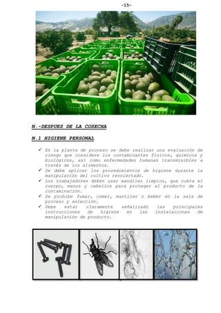 -15-
N.-DESPUES DE LA COSECHA
N.1 HIGIENE PERSONAL
 En la planta de proceso se debe realizar una evaluación de
riesgo que considere los contaminantes físicos, químicos y
biológicos, así como enfermedades humanas transmisibles a
través de los alimentos.
 Se debe aplicar los procedimientos de higiene durante la
manipulación del cultivo recolectado.
 Los trabajadores deben usar mandiles limpios, que cubra el
cuerpo, manos y cabellos para proteger al producto de la
contaminación.
 Se prohíbe fumar, comer, masticar o beber en la sala de
proceso y selección.
 Debe estar claramente señalizado las principales
instrucciones de higiene en las instalaciones de
manipulación de producto.
 