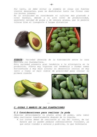 -6-
Por tanto, se debe evitar la siembra en zonas con fuertes
vientos desecantes, pues se deshidratan tanto las flores como
los brotes jóvenes.
En la actualidad es considerado el cultivar más plantado a
nivel mundial, debido a su alto nivel de productividad,
excelente calidad de pulpa y de cáscara gruesa, que le permite
tolerar bien el transporte a largas distancias
FUERTE: Variedad obtenida de la hibridación entre la raza
Mexicana con Guatemalteca.
Esta variedad presenta gran tendencia a la alternancia en la
producción. Planta muy vigorosa con tendencia a formar ramas
horizontales a muy baja altura; su desarrollo inicial es muy
lento y tiene un bajo índice de precocidad para iniciar su
primera cosecha
C.-PODAS Y MANEJO DE LAS PLANTACIONES
C.1 Consideraciones para realizar la poda
Observar detenidamente la planta antes de podar, esta labor
debe realizarse inmediatamente después de la cosecha.
 Los cortes deben de realizarse al ras del tronco, de tal
manera que no queden pedazos sobresalientes (tocones), ya
que estos tienden a secarse y pudrirse, lo que terminaría
 