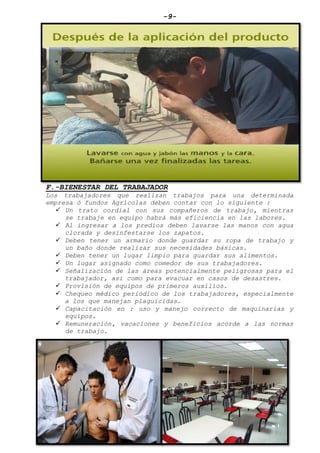 -9-
F.-BIENESTAR DEL TRABAJADOR
Los trabajadores que realizan trabajos para una determinada
empresa ó fundos Agrícolas deben contar con lo siguiente :
 Un trato cordial con sus compañeros de trabajo, mientras
se trabaje en equipo habrá más eficiencia en las labores.
 Al ingresar a los predios deben lavarse las manos con agua
clorada y desinfestarse los zapatos.
 Deben tener un armario donde guardar su ropa de trabajo y
un baño donde realizar sus necesidades básicas.
 Deben tener un lugar limpio para guardar sus alimentos.
 Un lugar asignado como comedor de sus trabajadores.
 Señalización de las áreas potencialmente peligrosas para el
trabajador, así como para evacuar en casos de desastres.
 Provisión de equipos de primeros auxilios.
 Chequeo médico periódico de los trabajadores, especialmente
a los que manejan plaguicidas.
 Capacitación en : uso y manejo correcto de maquinarias y
equipos.
 Remuneración, vacaciones y beneficios acorde a las normas
de trabajo.
 