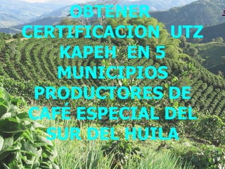OBTENER  CERTIFICACION  UTZ KAPEH  EN 5 MUNICIPIOS PRODUCTORES DE CAFÉ ESPECIAL DEL SUR DEL HUILA 
