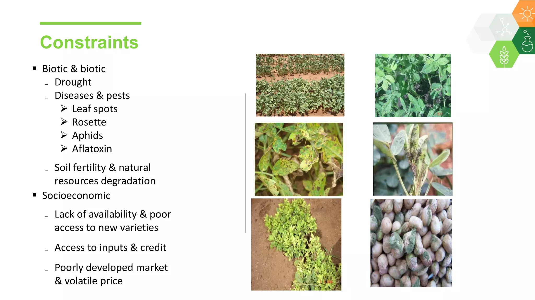 Constraints
 Biotic & biotic
₋ Drought
₋ Diseases & pests
 Leaf spots
 Rosette
 Aphids
 Aflatoxin
₋ Soil fertility & natural
resources degradation
 Socioeconomic
₋ Lack of availability & poor
access to new varieties
₋ Access to inputs & credit
₋ Poorly developed market
& volatile price
 