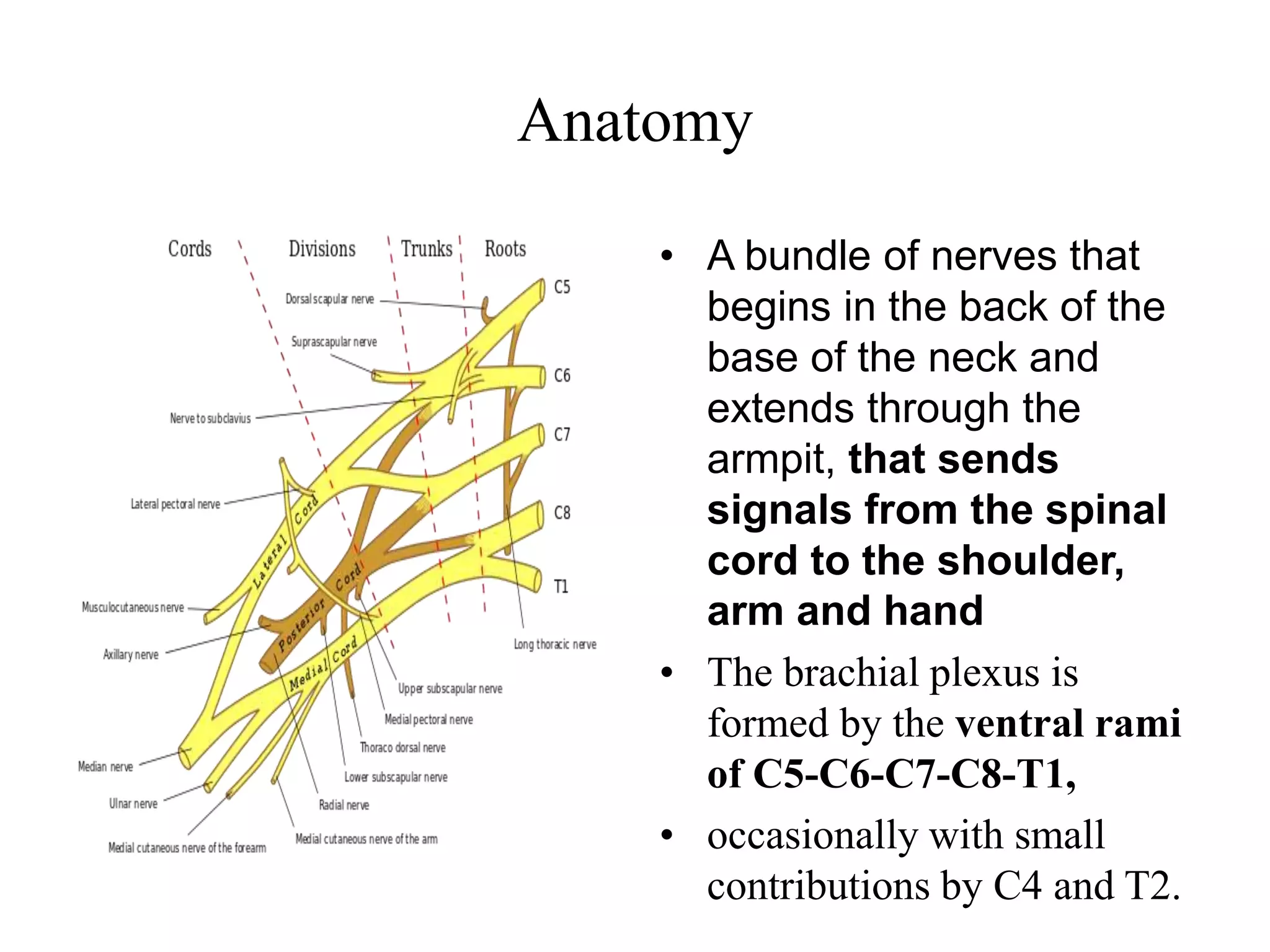 Anatomy
• A bundle of nerves that
begins in the back of the
base of the neck and
extends through the
armpit, that sends
signals from the spinal
cord to the shoulder,
arm and hand
• The brachial plexus is
formed by the ventral rami
of C5-C6-C7-C8-T1,
• occasionally with small
contributions by C4 and T2.
 
