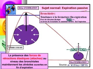 La présence des forces de
rétractions élastiques (attaches) au
      niveau des bronchioles
maintiennent les alvéoles ouvertes en   Source:
           fin d’expiration
 