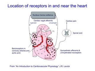 Location of receptors in and near the heart
From “An Introduction to Cardiovascular Physiology” J.R. Levick
Spinal cord
Baroreceptors in
coronary arteries and
aortic arch
Sympathetic afferents &
unmyelinated nociceptors
Cardiac pain
Nucleus tractus solitarius
Cardiac vagal afferents
unmyelinated
myelinated
 