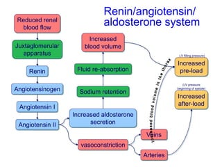 Arteries
Veins
Reduced renal
blood flow
Juxtaglomerular
apparatus
Renin
Angiotensinogen
Angiotensin I
Angiotensin II
Increased
pre-load
Increased
after-load
vasoconstriction
Increased aldosterone
secretion
Sodium retention
Fluid re-absorption
Increased
blood volume
Renin/angiotensin/
aldosterone system
LV filling pressure)
(LV pressure
beginning of systole)
 