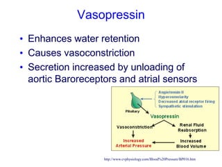 Vasopressin
• Enhances water retention
• Causes vasoconstriction
• Secretion increased by unloading of
aortic Baroreceptors and atrial sensors
http://www.cvphysiology.com/Blood%20Pressure/BP016.htm
 