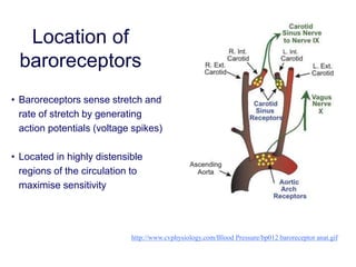 http://www.cvphysiology.com/Blood Pressure/bp012 baroreceptor anat.gif
Location of
baroreceptors
• Baroreceptors sense stretch and
rate of stretch by generating
action potentials (voltage spikes)
• Located in highly distensible
regions of the circulation to
maximise sensitivity
 