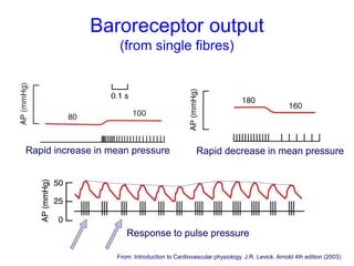 Baroreceptor output
(from single fibres)
Rapid decrease in mean pressure
From: Introduction to Cardiovascular physiology. J.R. Levick. Arnold 4th edition (2003)
Rapid increase in mean pressure
Response to pulse pressure
 