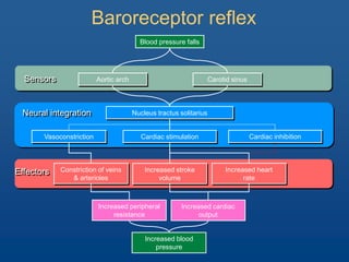 Baroreceptor reflex
Blood pressure falls
Aortic arch Carotid sinus
Constriction of veins
& arterioles
Increased stroke
volume
Increased heart
rate
Vasoconstriction Cardiac stimulation Cardiac inhibition
Nucleus tractus solitarius
Increased peripheral
resistance
Increased cardiac
output
Increased blood
pressure
Neural integration
Sensors
Effectors
 