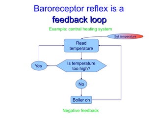 Baroreceptor reflex is a
feedback loop
Read
temperature
Is temperature
too high?
No
Yes
Boiler on
Negative feedback
Example: central heating system
Set temperature
 