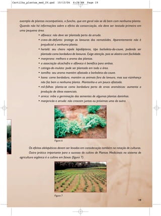 Cartilha_plantas_med_IV.qxd       10/13/06     6:28 PM    Page 19




    exemplo de plantas incompatíveis, o funcho, que em geral não se dá bem com nenhuma planta.
    Quando não há informações sobre o efeito da consorciação, ela deve ser testada primeiro em
    uma pequena área.
                 • alfavaca: não deve ser plantada perto da arruda.
                 • cravo-de-defunto: protege as lavouras dos nematóides. Aparentemente não é
                   prejudicial a nenhuma planta.
                 • hortelã: seu cheiro repele lepidópteros, tipo borboleta-da-couve, podendo ser
                   plantada como bordadura de lavouras. Exige atenção, pois se alastra com facilidade.
                 • manjerona: melhora o aroma das plantas.
                 • a associação alcachofra e alfavaca é benéfica para ambas.
                 • catinga-de-mulata: pode ser plantada em toda a área.
                 • tomilho: seu aroma mantém afastada a borboleta-da-couve.
                 • losna: como bordadura, mantém os animais fora da lavoura, mas sua vizinhança
                   não faz bem a nenhuma planta. Mantenha-a um pouco afastada.
                 • mil-folhas: planta-se como bordadura perto de ervas aromáticas: aumenta a
                   produção de óleos essenciais.
                 • arnica: inibe a germinação das sementes de algumas plantas daninhas.
                 • manjericão e arruda: não crescem juntas ou próximas uma da outra.




                                Figura 6

            Os efeitos alelopáticos devem ser levados em consideração também na rotação de culturas.
            Outra prática importante para o sucesso do cultivo de Plantas Medicinais no sistema de
    agricultura orgânica é o cultivo em faixas (figura 7).




                                Figura 7
                                                                                                   19
 