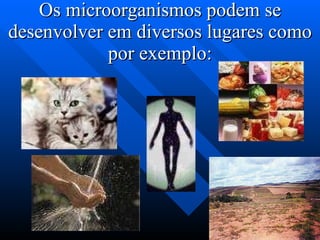 Os microorganismos podem se desenvolver em diversos lugares como por exemplo: 