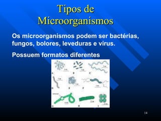 Tipos de Microorganismos Os microorganismos podem ser bactérias, fungos, bolores, leveduras e vírus. Possuem formatos diferentes 