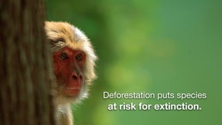 Deforestation puts species
 at risk for extinction.
 