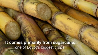 It comes primarily from sugarcane,
    one of Egypt's biggest crops.
 