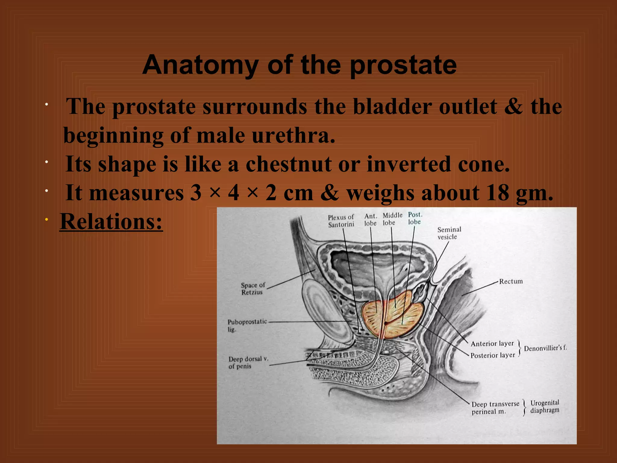 Prostate Chestnut Benign Prostate Hyperplasia & Prostate Cancer | PPT
