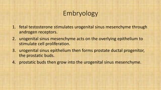 Embryology
1. fetal testosterone stimulates urogenital sinus mesenchyme through
androgen receptors.
2. urogenital sinus mesenchyme acts on the overlying epithelium to
stimulate cell proliferation.
3. urogenital sinus epithelium then forms prostate ductal progenitor,
the prostatic buds.
4. prostatic buds then grow into the urogenital sinus mesenchyme.
 