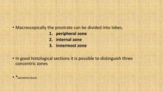 • Macroscopically the prostrate can be divided into lobes.
1. peripheral zone
2. internal zone
3. innermost zone
• In good histological sections it is possible to distinguish three
concentric zones
• *excretory ducts
 