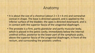 Anatomy
• It is about the size of a chestnut (about 2 × 3 × 4 cm) and somewhat
conical in shape. The base is directed upward, and is applied to the
inferior surface of the bladder, the apex is directed downward, and is
in contact with the superior fascia of the urogenital diaphragm.
• The prostate is a firm, partly glandular and partly muscular body,
which is placed in the pelvic cavity. Immediately below the internal
urethral orifice, posterior to the lower part of the symphysis pubis,
above the superior fascia of the urogenital diaphragm, in front of the
rectum, and surrounding the prostatic urethra.
 