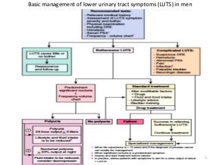 Basic management of lower urinary tract symptoms (LUTS) in men
2/25/2018 31
 