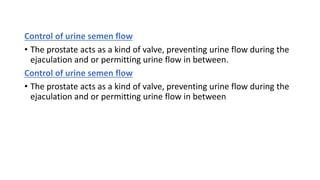 Control of urine semen flow
• The prostate acts as a kind of valve, preventing urine flow during the
ejaculation and or pe...
