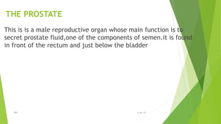 THE PROSTATE
This is is a male reproductive organ whose main function is to
secret prostate fluid,one of the components of semen.it is found
in front of the rectum and just below the bladder
BPH 36-Apr-19
 