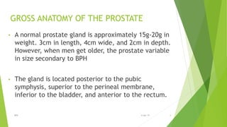 • A normal prostate gland is approximately 15g-20g in
weight. 3cm in length, 4cm wide, and 2cm in depth.
However, when men get older, the prostate variable
in size secondary to BPH
• The gland is located posterior to the pubic
symphysis, superior to the perineal membrane,
inferior to the bladder, and anterior to the rectum.
GROSS ANATOMY OF THE PROSTATE
BPH 46-Apr-19
 