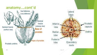 anatomy….cont’d
BPH 66-Apr-19
 