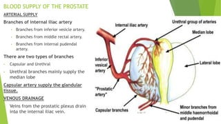 BLOOD SUPPLY OF THE PROSTATE
ARTERIAL SUPPLY
Branches of internal iliac artery
• Branches from inferior vesicle artery.
• Branches from middle rectal artery.
• Branches from internal pudendal
artery.
There are two types of branches
• Capsular and Urethral
• Urethral branches mainly supply the
median lobe
Capsular artery supply the glandular
tissue.
VENOUS DRAINAGE
• Veins from the prostatic plexus drain
into the internal iliac vein.BPH 76-Apr-19
 