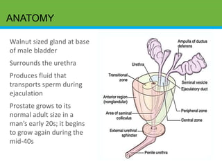 ANATOMY
Walnut sized gland at base
of male bladder
Surrounds the urethra
Produces fluid that
transports sperm during
ejaculation
Prostate grows to its
normal adult size in a
man’s early 20s; it begins
to grow again during the
mid-40s
 