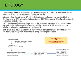 ETIOLOGY
The etiology of BPH is influenced by a wide variety of risk factors in addition to direct
hormonal effects of testosterone on prostate tissue.
Although they do not cause BPH directly, testicular androgens are required in the
development of BPH with dihydrotestosterone (DHT) interacting directly with prostatic
epithelium and stroma.
DHT has direct effects on stromal cells in the prostate, paracrine effects in adjacent
prostatic cells, and endocrine effects in the bloodstream, which influences both
cellular proliferation and apoptosis (cell death).
BPH arises as a result of the loss of homeostasis between cellular proliferation and
cell death, resulting in an imbalance favoring cellular proliferation.
 