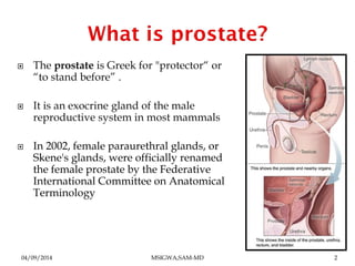  The prostate is Greek for "protector“ or 
“to stand before” . 
 It is an exocrine gland of the male 
reproductive syste...