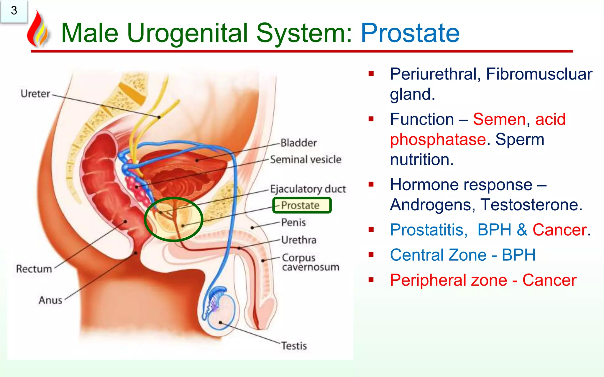 3
Male Urogenital System: Prostate
 Periurethral, Fibromuscluar
gland.
 Function – Semen, acid
phosphatase. Sperm
nutrition.
 Hormone response –
Androgens, Testosterone.
 Prostatitis, BPH & Cancer.
 Central Zone - BPH
 Peripheral zone - Cancer
 