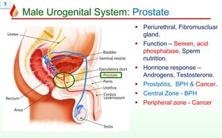 3
Male Urogenital System: Prostate
 Periurethral, Fibromuscluar
gland.
 Function – Semen, acid
phosphatase. Sperm
nutrition.
 Hormone response –
Androgens, Testosterone.
 Prostatitis, BPH & Cancer.
 Central Zone - BPH
 Peripheral zone - Cancer
 
