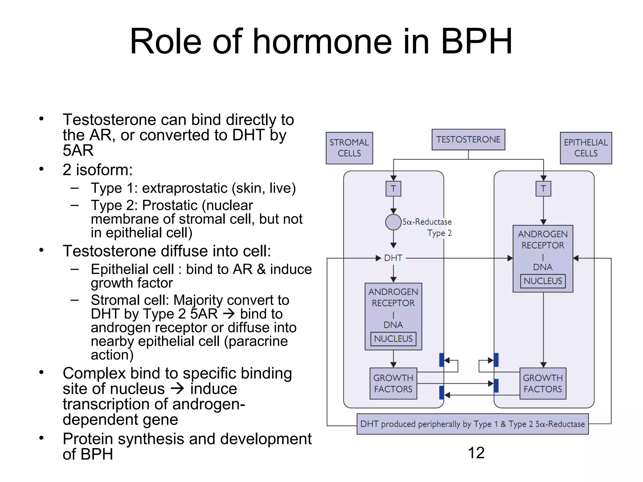 12
Role of hormone in BPH
• Testosterone can bind directly to
the AR, or converted to DHT by
5AR
• 2 isoform:
– Type 1: extraprostatic (skin, live)
– Type 2: Prostatic (nuclear
membrane of stromal cell, but not
in epithelial cell)
• Testosterone diffuse into cell:
– Epithelial cell : bind to AR & induce
growth factor
– Stromal cell: Majority convert to
DHT by Type 2 5AR  bind to
androgen receptor or diffuse into
nearby epithelial cell (paracrine
action)
• Complex bind to specific binding
site of nucleus  induce
transcription of androgen-
dependent gene
• Protein synthesis and development
of BPH
 