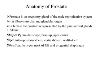 Anatomy of Prostate
Prostate is an accessory gland of the male reproductive system
It is fibro-muscular and glandular organ
In female the prostate is represented by the paraurethral glands
of Skene
Shape: Pyramidal shape, base-up, apex-down
Size: anteroposterior-2 cm, vertical-3 cm, width-4 cm
Situation: between neck of UB and urogenital diaphragm
 