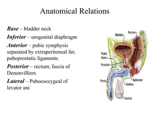 Anatomical Relations
Base – bladder neck
Inferior – urogenital diaphragm
Anterior – pubic symphysis
separated by extraperitoneal fat;
puboprostatic ligaments
Posterior – rectum; fascia of
Denonvilliers
Lateral – Pubococcygeal of
levator ani
 