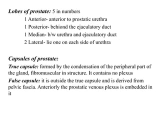 Lobes of prostate: 5 in numbers
1 Anterior- anterior to prostatic urethra
1 Posterior- behiond the ejaculatory duct
1 Median- b/w urethra and ejaculatory duct
2 Lateral- lie one on each side of urethra
Capsules of prostate:
True capsule: formed by the condensation of the peripheral part of
the gland, fibromuscular in structure. It contains no plexus
False capsule: it is outside the true capsule and is derived from
pelvic fascia. Anteriorly the prostatic venous plexus is embedded in
it
 