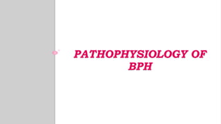 PATHOPHYSIOLOGY OF
BPH
 