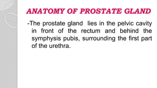 ANATOMY OF PROSTATE GLAND
-The prostate gland lies in the pelvic cavity
in front of the rectum and behind the
symphysis pubis, surrounding the first part
of the urethra.
 