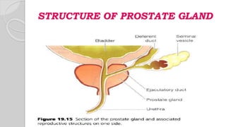STRUCTURE OF PROSTATE GLAND
 