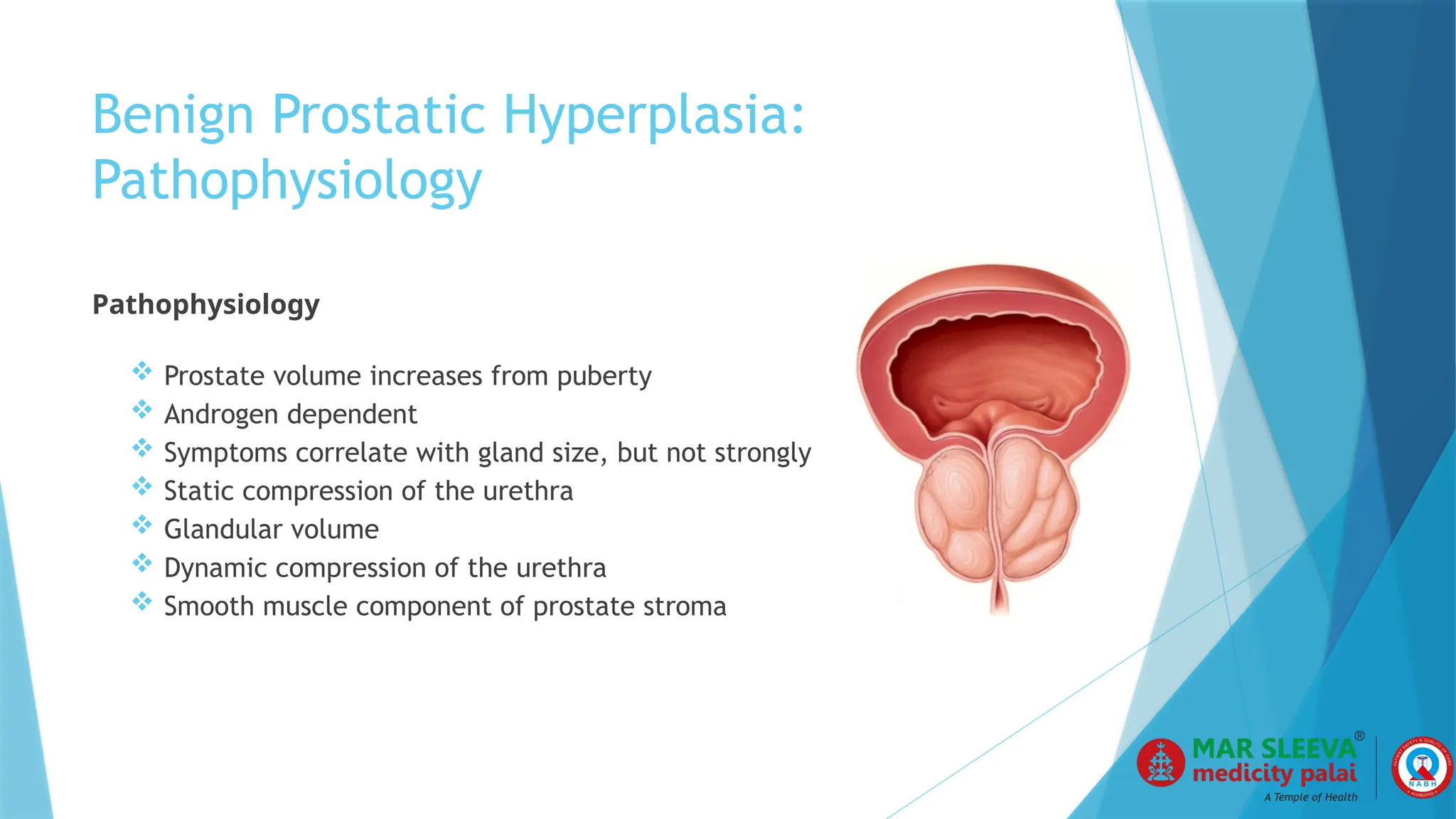 Curated visual reference: Feline Urinary Incontinence With Prostatic Hyperplasia Reference: Benign Prostate Hyperplasia With Oab Final Pptx