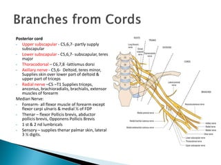 Posterior cord
• Upper subscapular - C5,6,7- partly supply
subscapular
• Lower subscapular - C5,6,7- subscapular, teres
major
• Thoracodorsal – C6,7,8 -lattismus dorsi
• Axillary nerve - C5,6- Deltoid, teres minor,
Supplies skin over lower part of deltoid &
upper part of triceps
• Radial nerve –C5 –T1 Supplies triceps,
anconius, brachioradialis, brachialis, extensor
muscles of forearm
Median Nerve:
• Forearm- all flexor muscle of forearm except
flexor carpi ulnaris & medial ½ of FDP
• Thenar – flexor Pollicis brevis, abductor
pollicis brevis, Opponens Pollicis Brevis
• 1 st & 2 nd lumbricals
• Sensory – supplies thenar palmar skin, lateral
3 ½ digits.
 