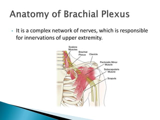• It is a complex network of nerves, which is responsible
for innervations of upper extremity.
 
